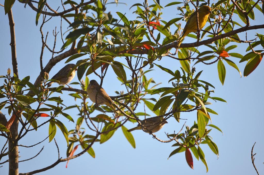 Do Campo Lavras Novas
